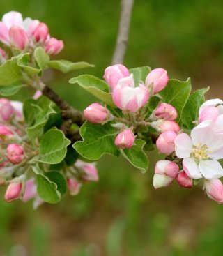 Streuobstwiesen-Wanderung mit Bio-Vesper<br><p class=date_event_text>Freitag, 24.4.26, 18-20 Uhr</p>