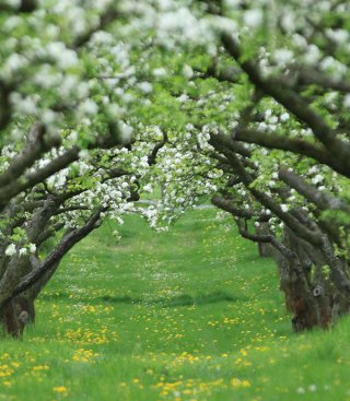 Karfreitag auf dem Obsthof<br><p class=date_event_text>Freitag, 3.4.26, 11-18 Uhr</p>